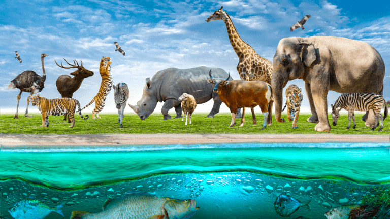 Safari Adventure