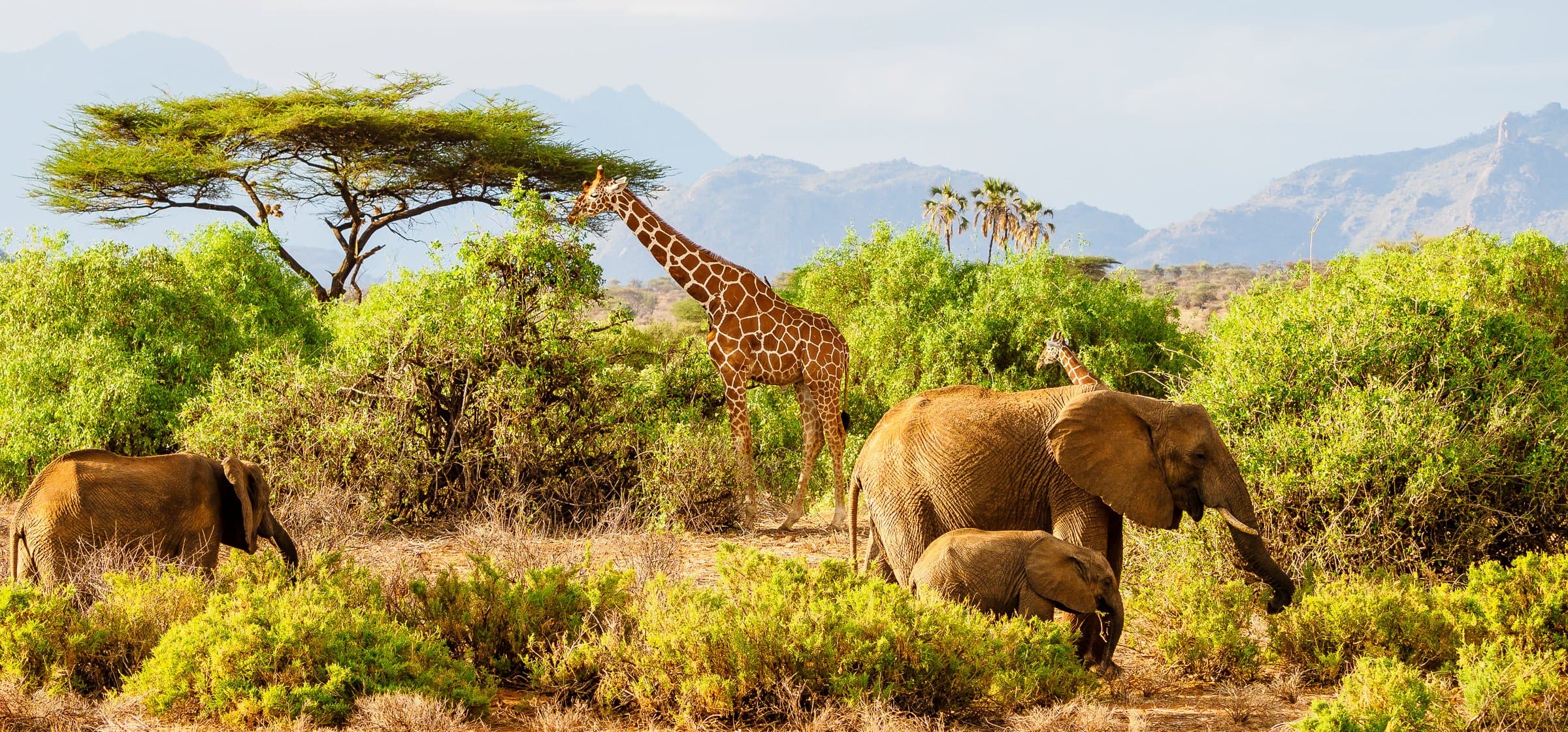 Samburu National Reserve
