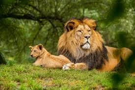 Bespoke Safari Tours Kenya